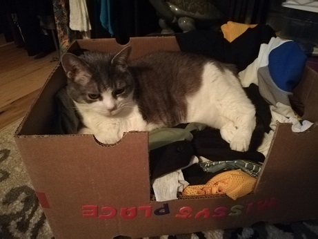 Miss Sugar curled up in the biggest box from the castle experiment. Her name above the "door" is upside down, as she lies on a bed of scrap fabric.