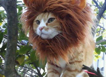 cat in a tree with a lion's mane hood on it