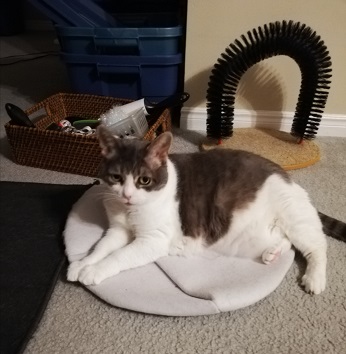 A photo taken in our short-term apartment shows the scratcher. It looks like a long toilet brush attached at both ends to an oval platform.