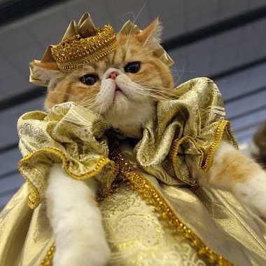 A regal-looking cat wearing a gold, puffy jacket and a gold crown.