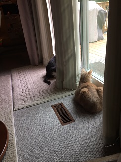 Miss Sugar and Spice lying in front of a sliding door, looking outside. Sugar is completely visible, while the front of Sugar is hidden by the curtain that hangs between them. 