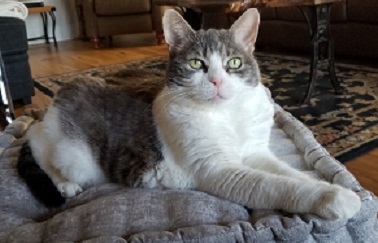 Miss Sugar looking directly into the camera as she lays on her favourite ottoman with her favourite square, grey pillow on top