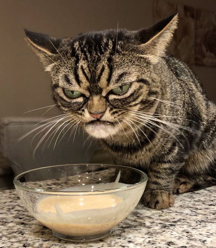 Kitzia, who some are calling the new Grumpy Cat, looking very upset, which is her natural look. She's leaning over a bowl of food.