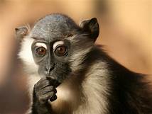 Closeup of a monkey looking pensive, with this hand up to his chin.