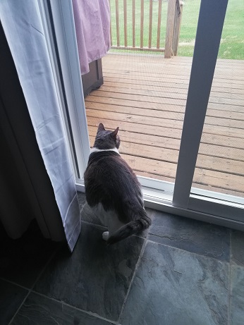 Miss Sugar stands in front of the new sliding door, looking out over the deck. 