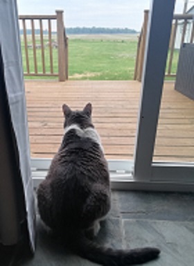 Miss Sugar sitting comfortably, watching out the back door. The back lawn can be seen with a farmer's field in the distance and woods in the background.