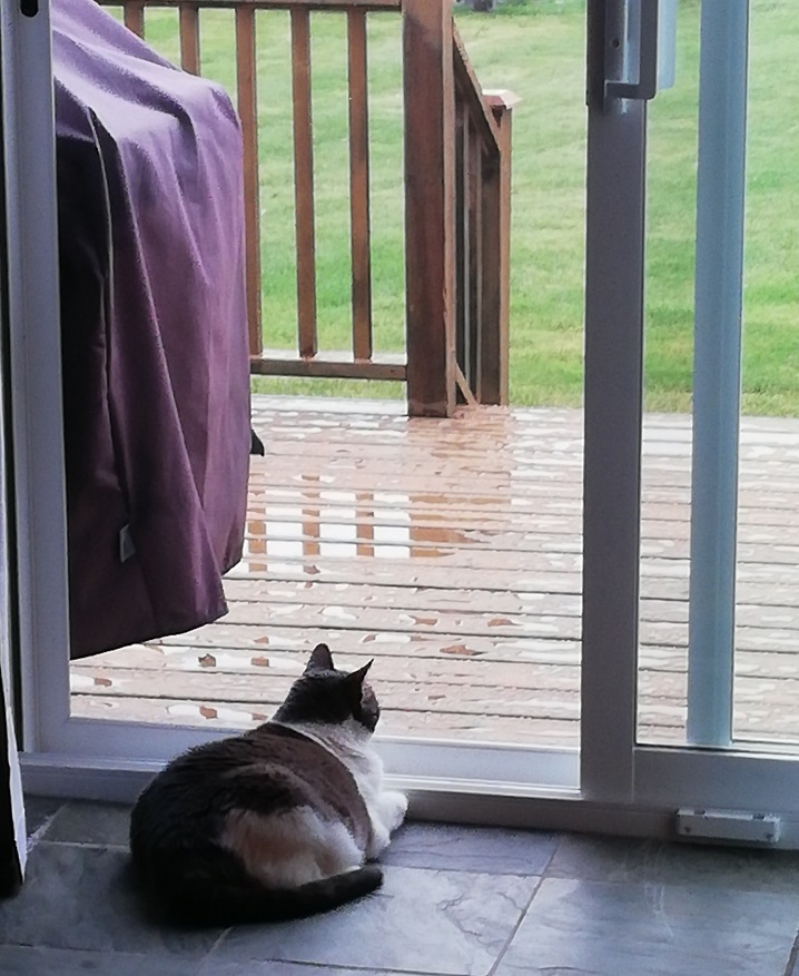 Miss Sugar lying in front of the open door (screen is closed) looking out at the wet deck and grass.