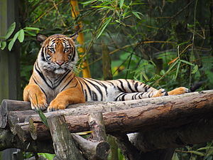 A tiger lies contentedly outstretched on a bunch of logs, looking into the camera with interest.