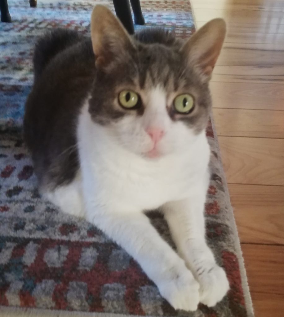 Miss Sugar lying on a carpet and looking into the camera