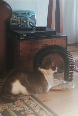 Sugar is lying beside her scratching gizmo that looks like a long toilet brush attached to a platform at both ends. She's not looking at the camera.