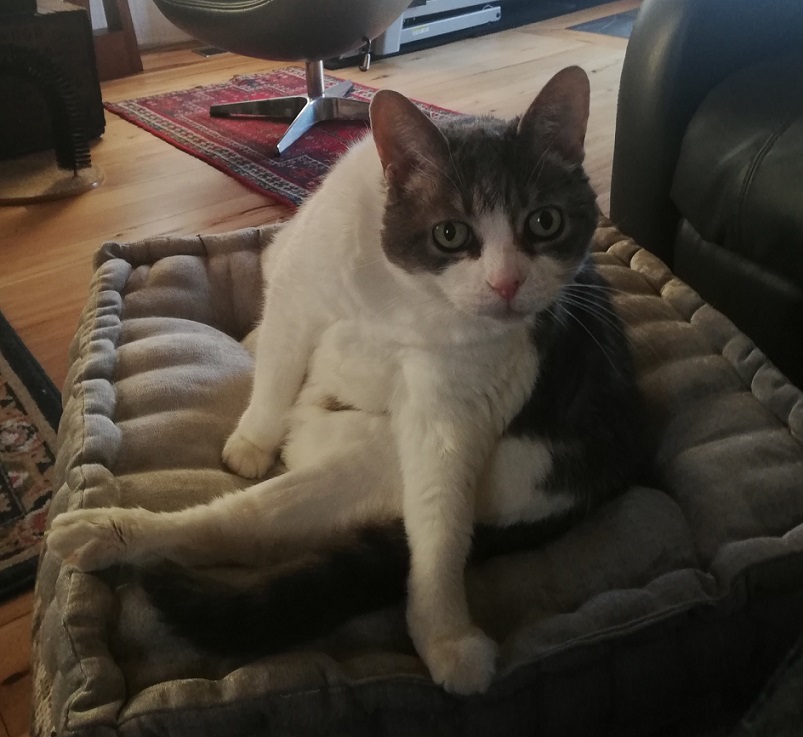 Miss Sugar on a grey cushion sitting strangely. She is upright with one leg tucked under her and the other straight out. One paw is beside her and the other is stretched past the outstretched leg. She's looking into the camera.