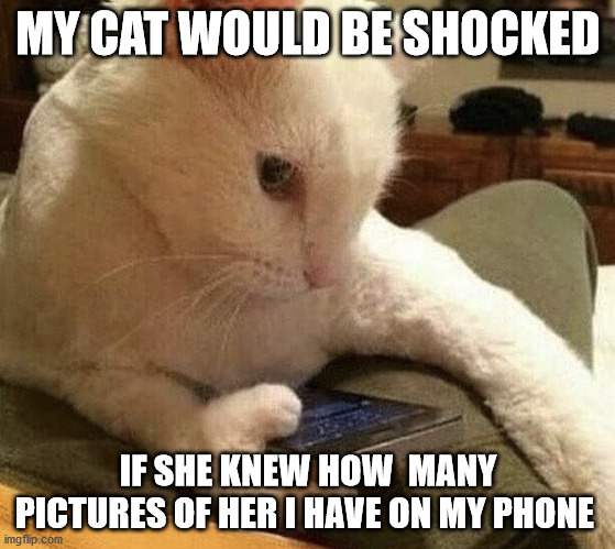 Meme of cat holding a cellphone. Text: My cat would be shocked if she knew how many pictures of her I have on my phone