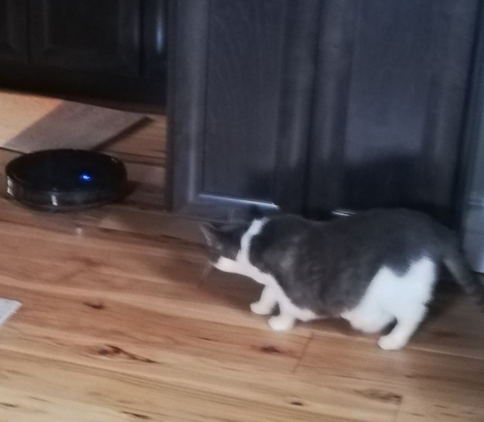 Miss Sugar and the robot vacuum have a bit of a standoff beside kitchen cupboards.