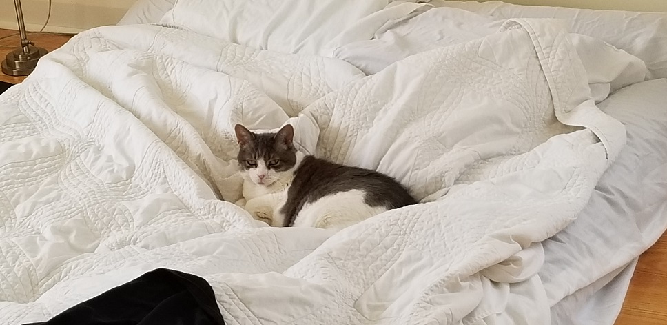 Miss Sugar cozied up in the middle of a messy bed with white sheets and a white comforter.