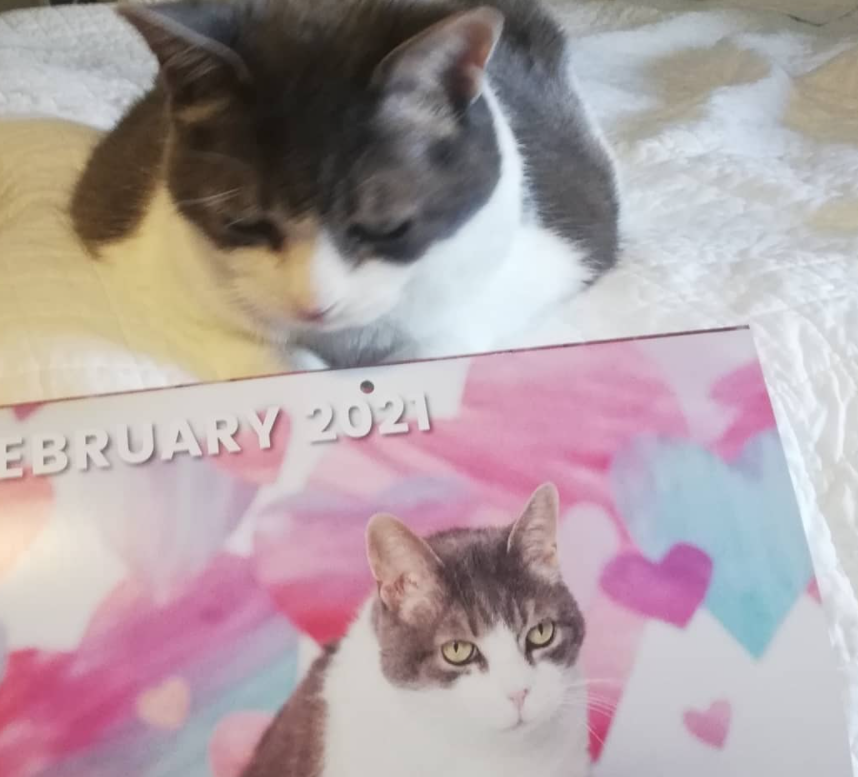 Miss Sugar looks at her portrait representing February 2021 in the calendar. She is posed in front of light blue and pink hearts.