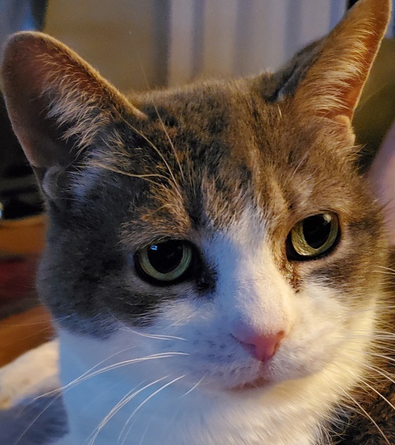 close up of Missy's face in a classic portrait pose, looking slightly to the left of the camera