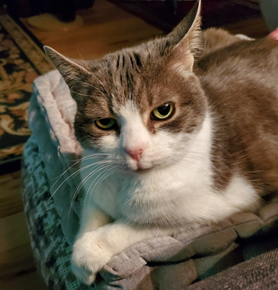 A close up of Miss Sugar's face, pursed in the middle, and her front paws crossed like a polite little lady.