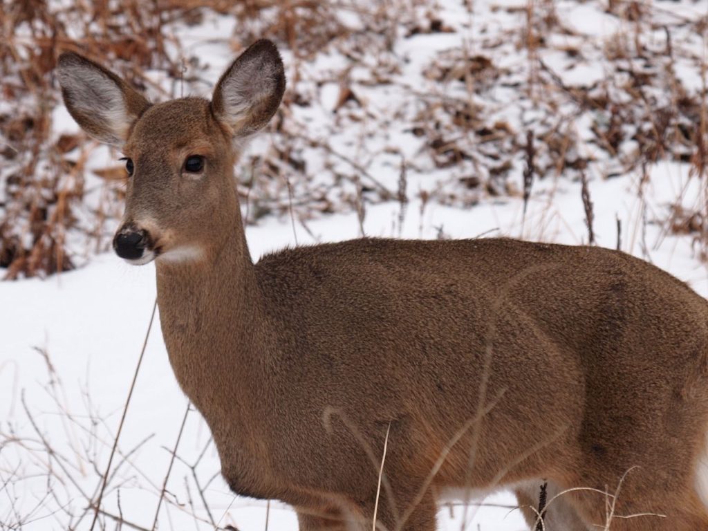 white-tailed deer in the snow