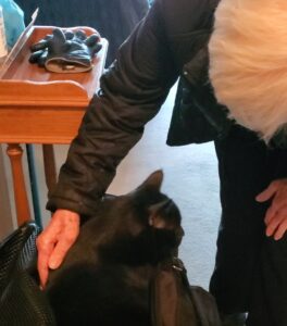 Older lady bends down to pet a pure black cat as it emerges from a soft-sided carrying case.