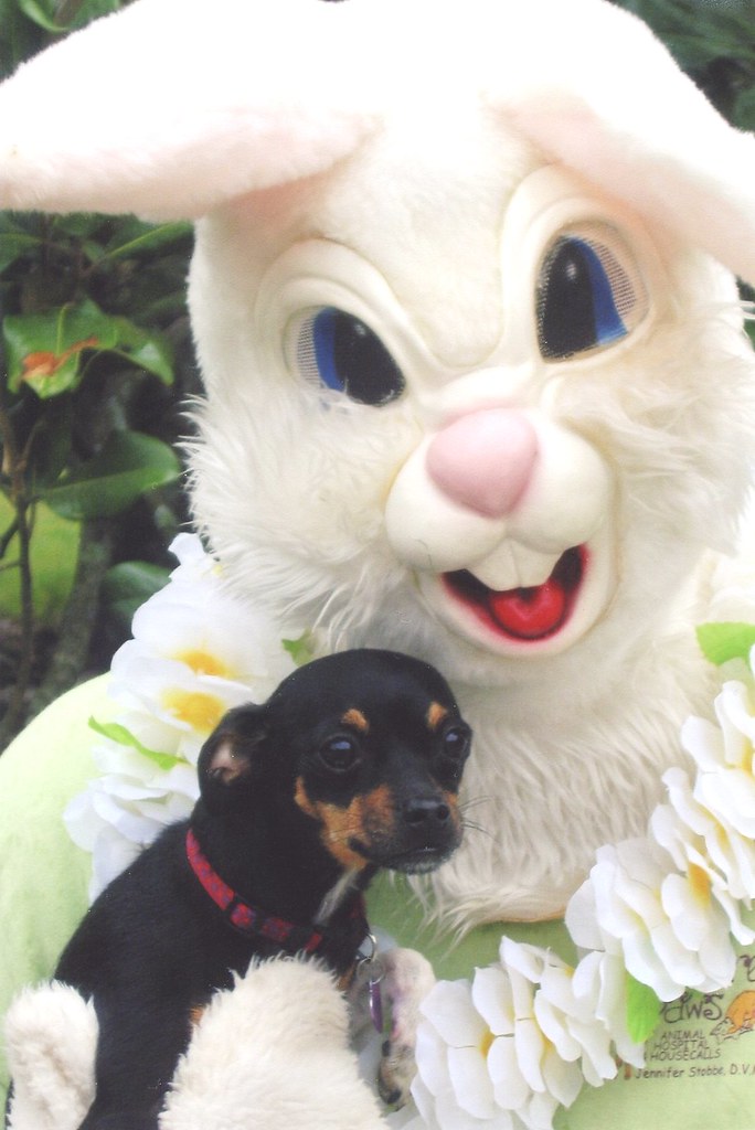 A frighteningly giant bunny holds a little dog that looks terrified. 