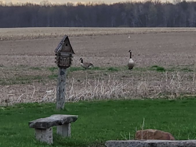 Two geese sit just beyond the lawn in the field. 