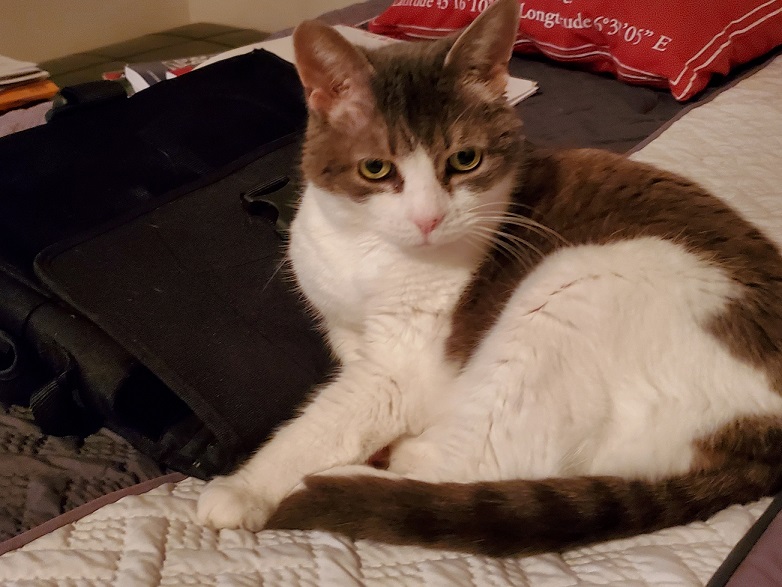 Sugar leaning on a soft-sided laptop case