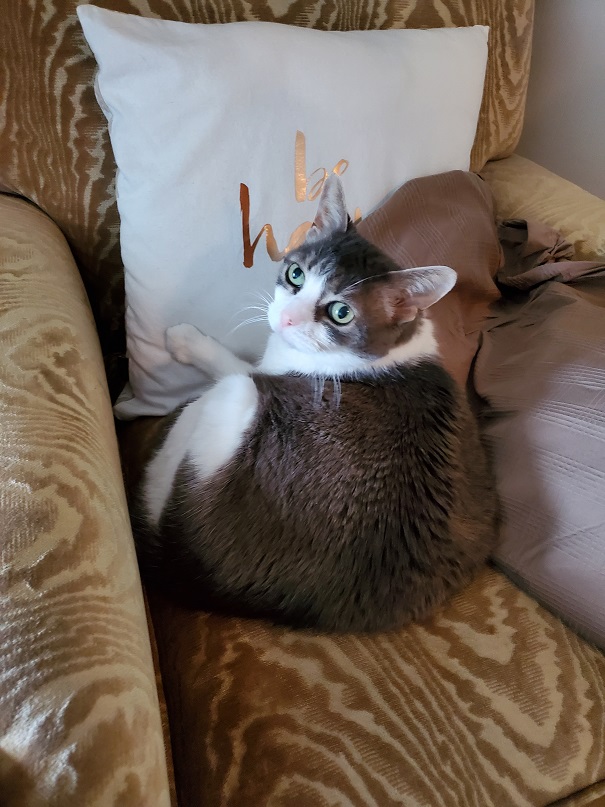 Sugar looking over her shoulder at the camera from her napping position on a cream-coloured chair against a pillow that has Be Happy on it in gold lettering.