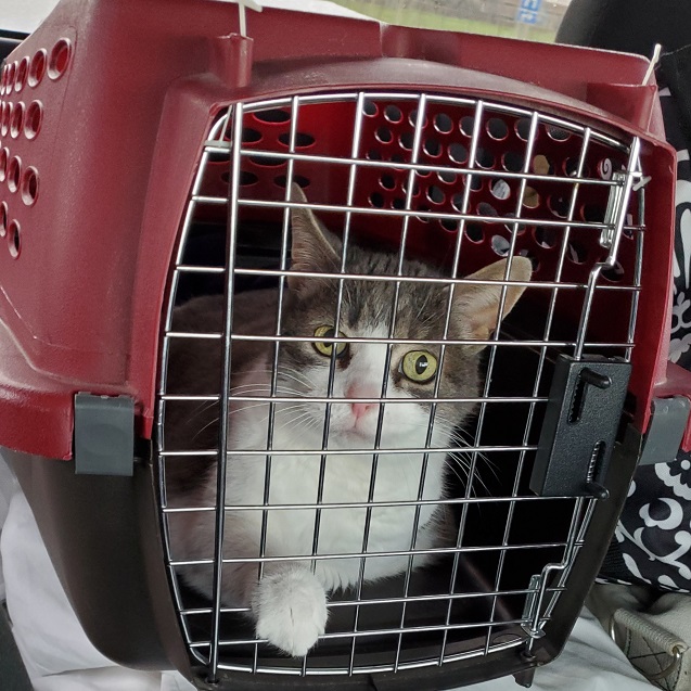 Miss Sugar looking alert and relaxed out the front of the metal screen on her travel crate. One of her paws is holding onto a bar.