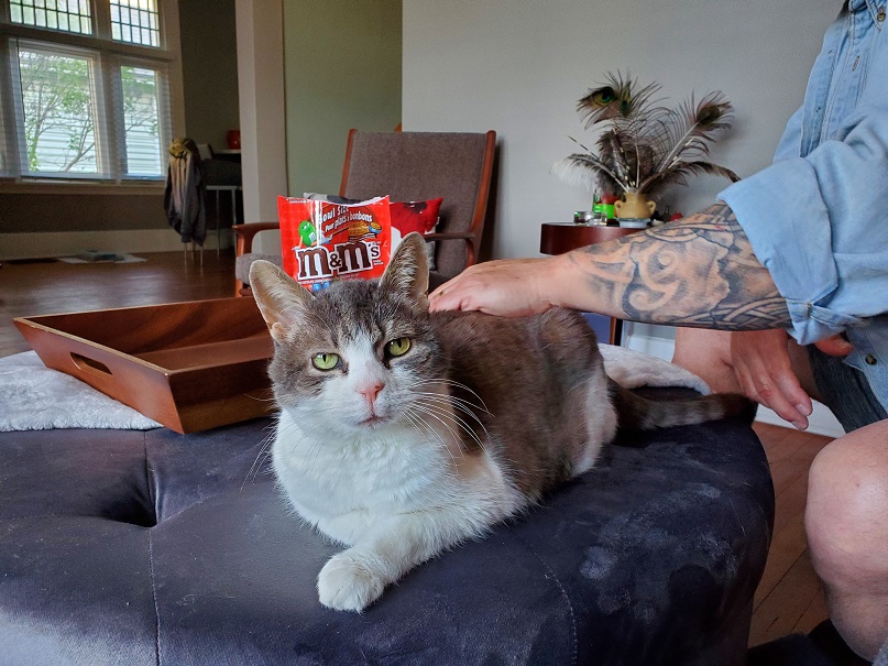 Sugar facing the camera as Derek scratches her back. She's laying on a tufted ottoman. A large bag of M and Ms is visible in the background.