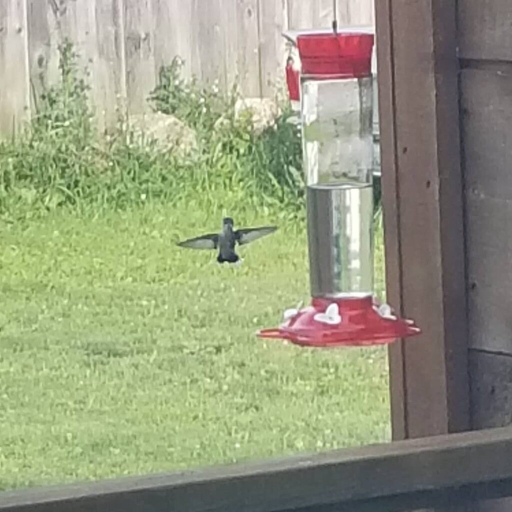 A hummingbird hovers near the feeder with its wings spread wide, looking straight into the camera. 