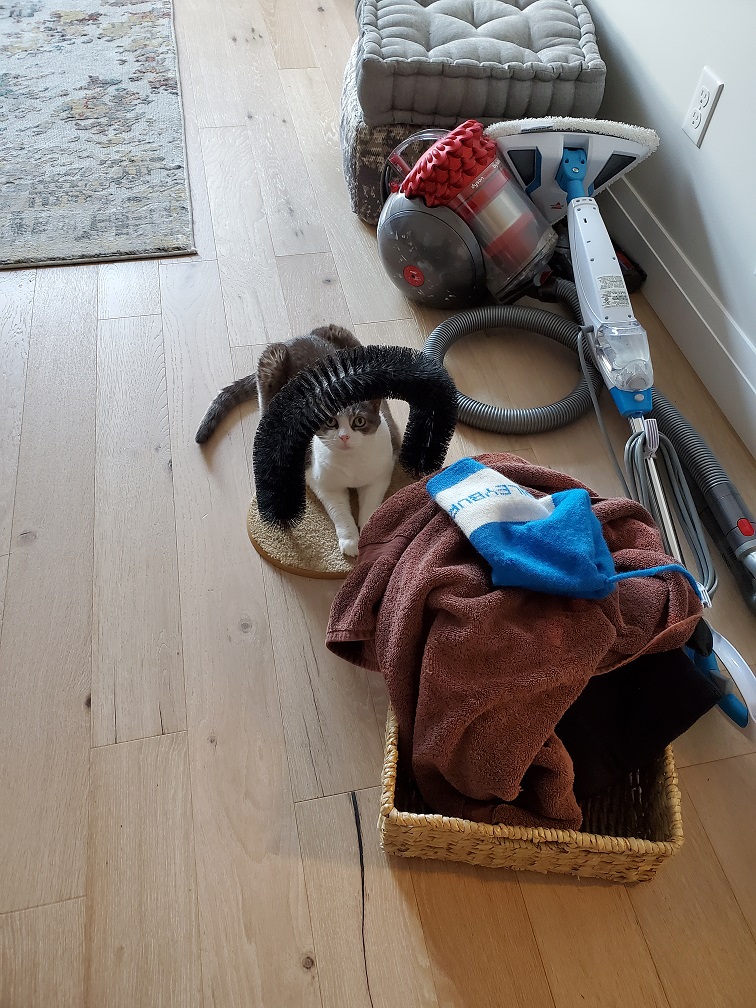 Sugar peeks out from an array of random stuff including a basket, a brown towel, a winter hat and a vacuum cleaner1
