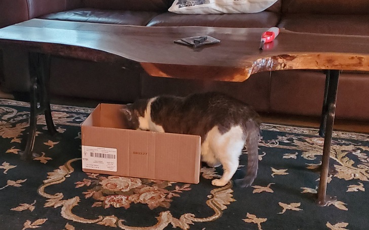 Sugar explores a box with her front inside and her back legs outside