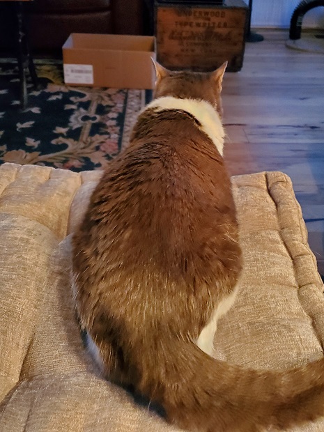 Miss Sugar, from behind, as she relaxes on a stool, looking at the box across the room.