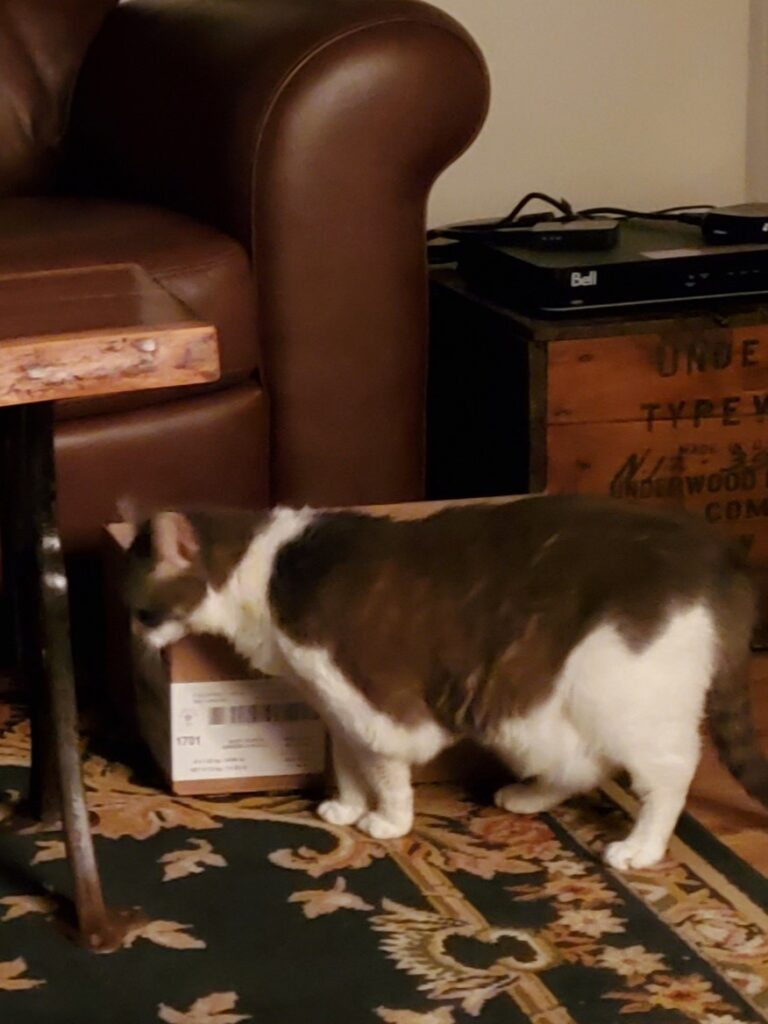 Miss Sugar rubbing her chin on a cardboard box on the floor in front of a brown couch