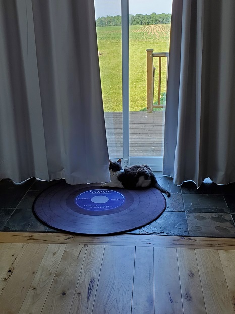 A long view of Sugar on the rug looking out the back patio door, waiting patiently for birds