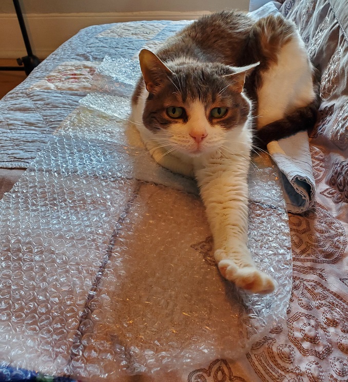 Miss Sugar stretches toward the camera on a sheet of bubble wrap.