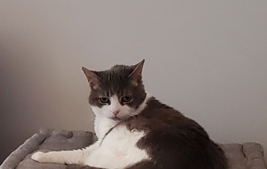 Miss Sugar on her favourite cushion, looking lost in thought. 