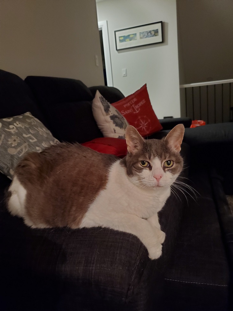 Sugar relaxed on the sofa with her paws hanging over the cushion. She's looking at the camera.