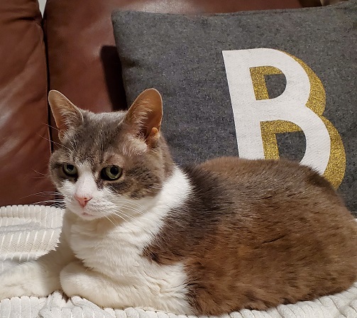 Sugar, relaxed and lying in front of a grey pillow that has a white and gold capital letter B on it.