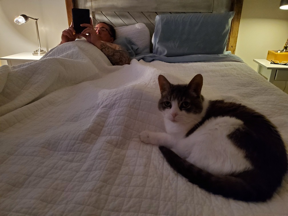 Sugar in the foreground on a white bedspread on the bed while Derek is in the background under the covers, reading his Kobo.