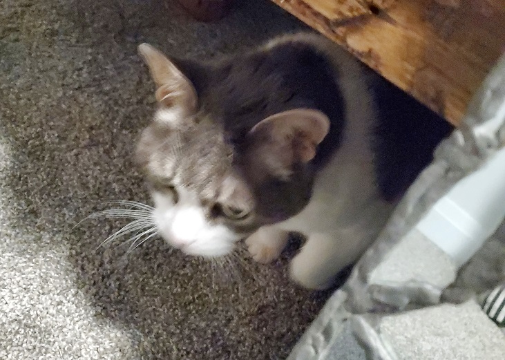 A slightly blurry photo of Miss Sugar peeking out from beneath a table