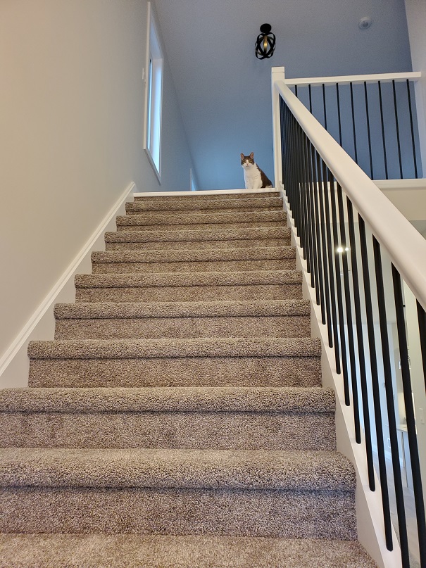 Miss Sugar looking tiny at the top of a staircase. 