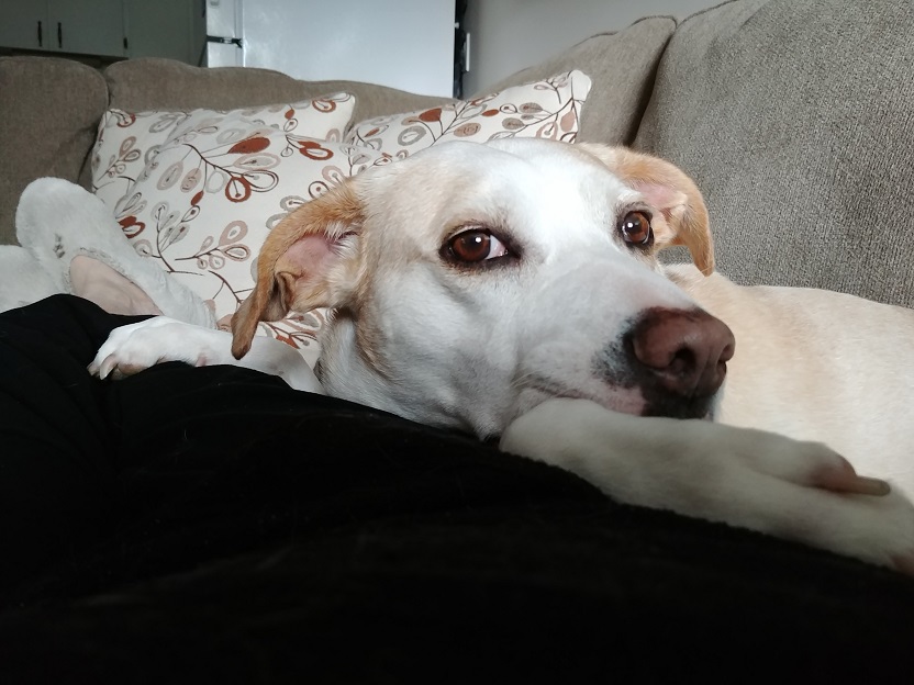 Ali the white dog, curled up on a couch looking into the camera.