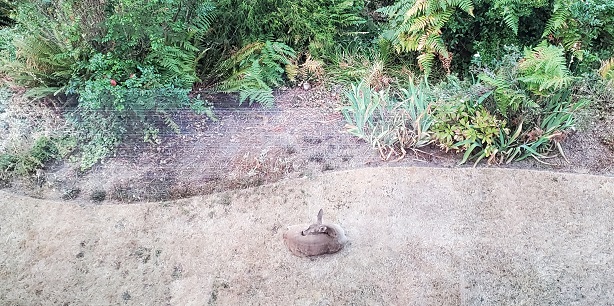 A deer lazes on the brown grass.