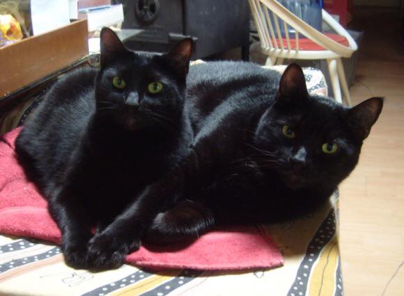 Two happy black cats sitting beside each other. 