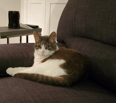 Miss Sugar looking relaxed, lying down in the corner of the couch