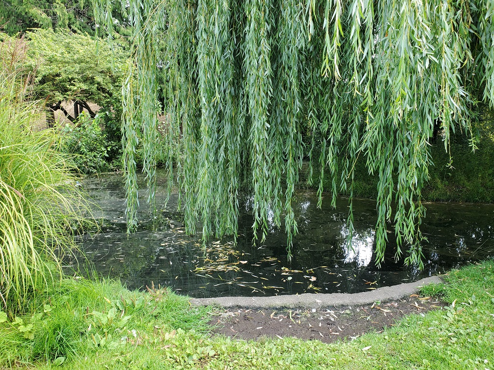 A willow tree hangs over a still pond. 