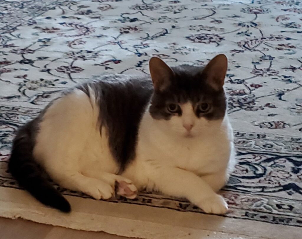 Relaxed Miss Sugar lies on the livingroom rug, looking at the camera