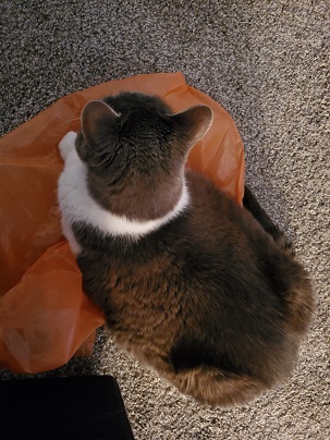 An overhead view of Sugar lying on an orange plastic bag on the light brown rug. 