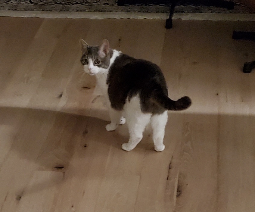 Sugar on the wood floor looking back over her shoulder as if startled.